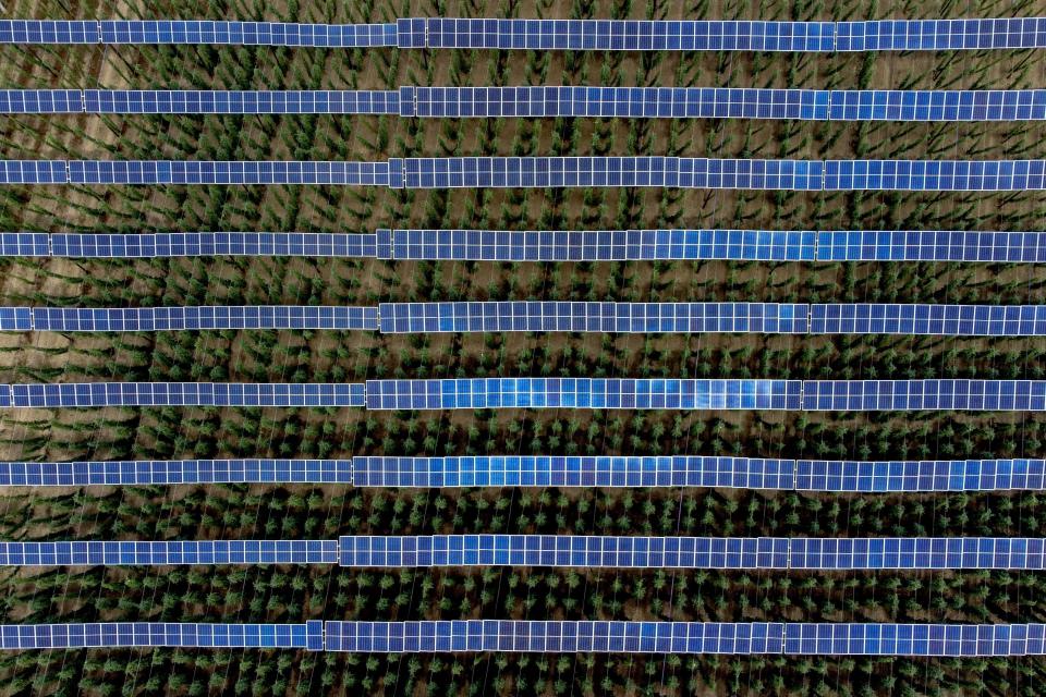 Solar panels are mounted on poles above a hops field near Au in der Hallertau, Germany, Wednesday, July 19, 2023. Solar panels atop crops has been gaining traction in recent years as incentives and demand for clean energy skyrocket. (AP Photo/Matthias Schrader)