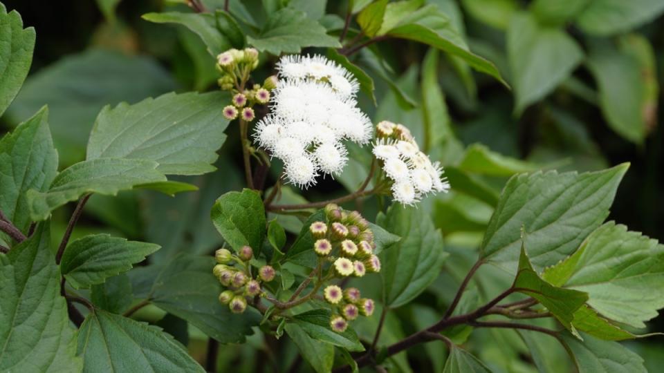 A white snakeroot plant with green leaves, which can help kill toenail fungus