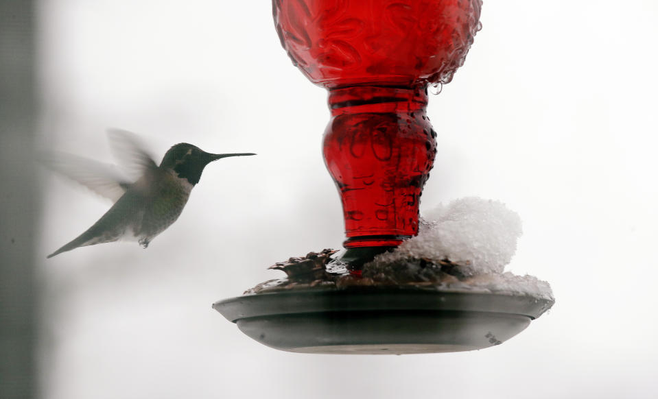 As snow piles up on one side, a hummingbird looks for a clear spout to sip from a feeder during a snowstorm Friday, Feb. 8, 2019, in Seattle. Officials have issued a winter storm warning for the Puget Sound region including Seattle. The National Weather Service said the warning will be in effect from noon Friday to noon Saturday, with snow accumulations of 4 to 6 inches expected in the interior lowland areas. (AP Photo/Elaine Thompson)