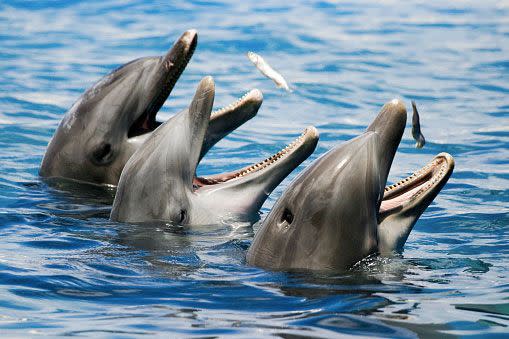 Scientists have recorded two Black Sea bottlenose dolphins listening, talking to each other. Photo: Getty