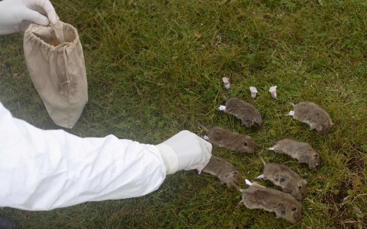 A member of China's plague prevention team labels rodents on a grassland in Sichuan province - REUTERS