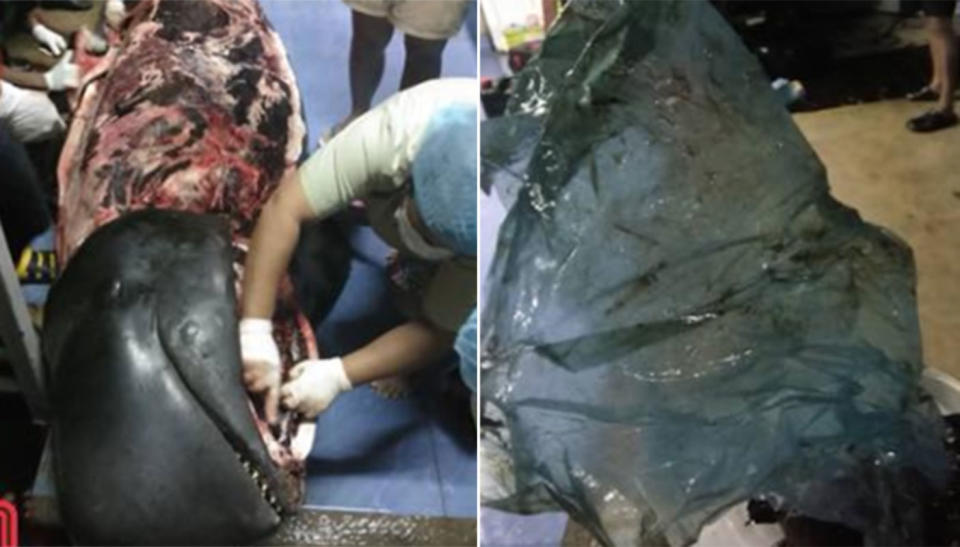 Thai authorities have pulled 80 bags from the stomach of a dead pilot whale. Source: Department of Marine and Coastal Resources