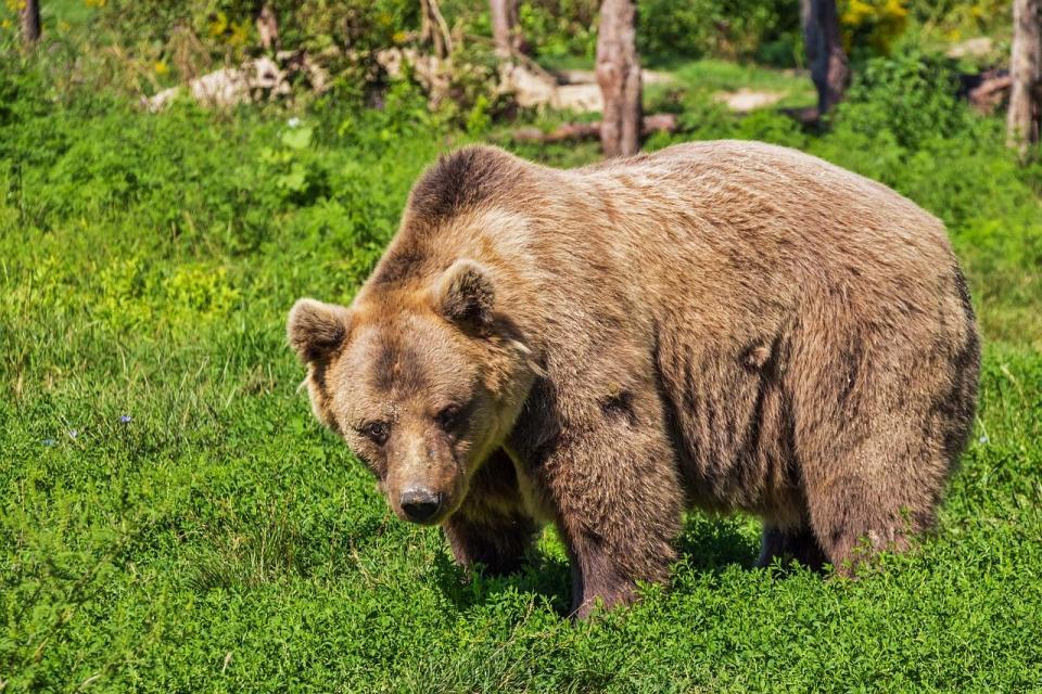 獨自走在森林裡，選擇遇到「熊或男人」的問答影片風靡網路。（翻攝自pixabay）