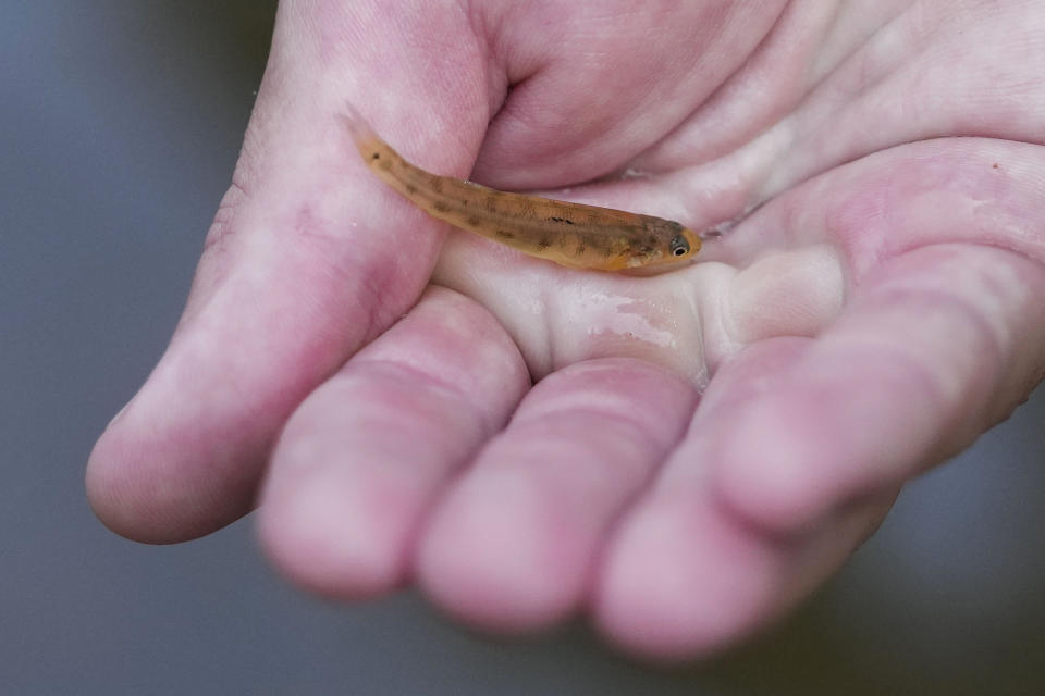 Matthew Wagner, a biologist from the U.S. Fish and Wildlife Service, holds a threatened pearl darter fish, which haven't lived in the Pearl River system for 50 years, as they are released in the Strong River, a tributary of the Pearl River, in Pinola, Miss., Monday, July 31, 2023. Wildlife experts say a number of pollution and habitat problems likely contributed to the disappearance of the pearl darter from the Pearl River system. (AP Photo/Gerald Herbert)