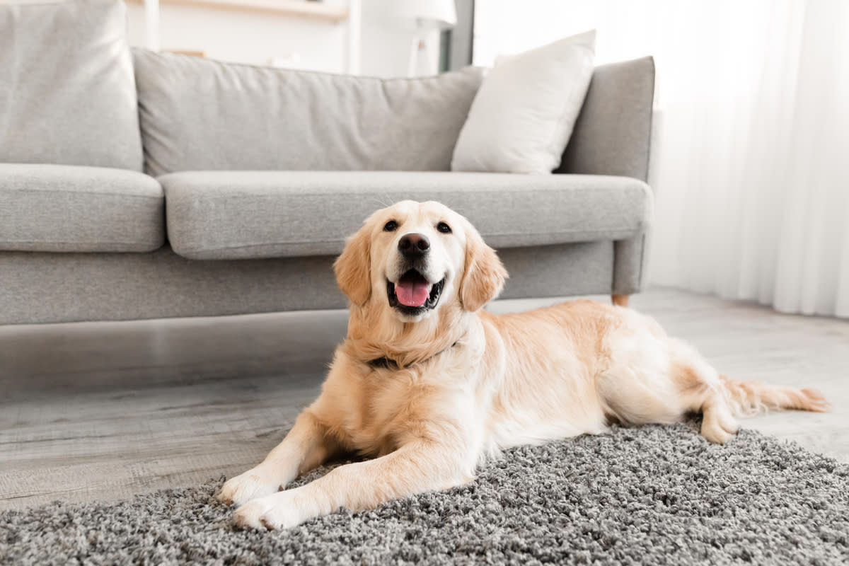 Labrador retrievers came in at #4.<p>Image via Prostock-studio/Shutterstock</p>