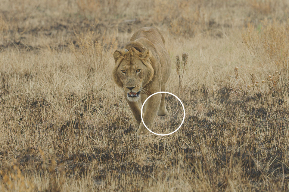 As a young lion, Jacob survived multiple attempts on his life and lost part of his leg in a snare. Source: Alexander Braczkowski