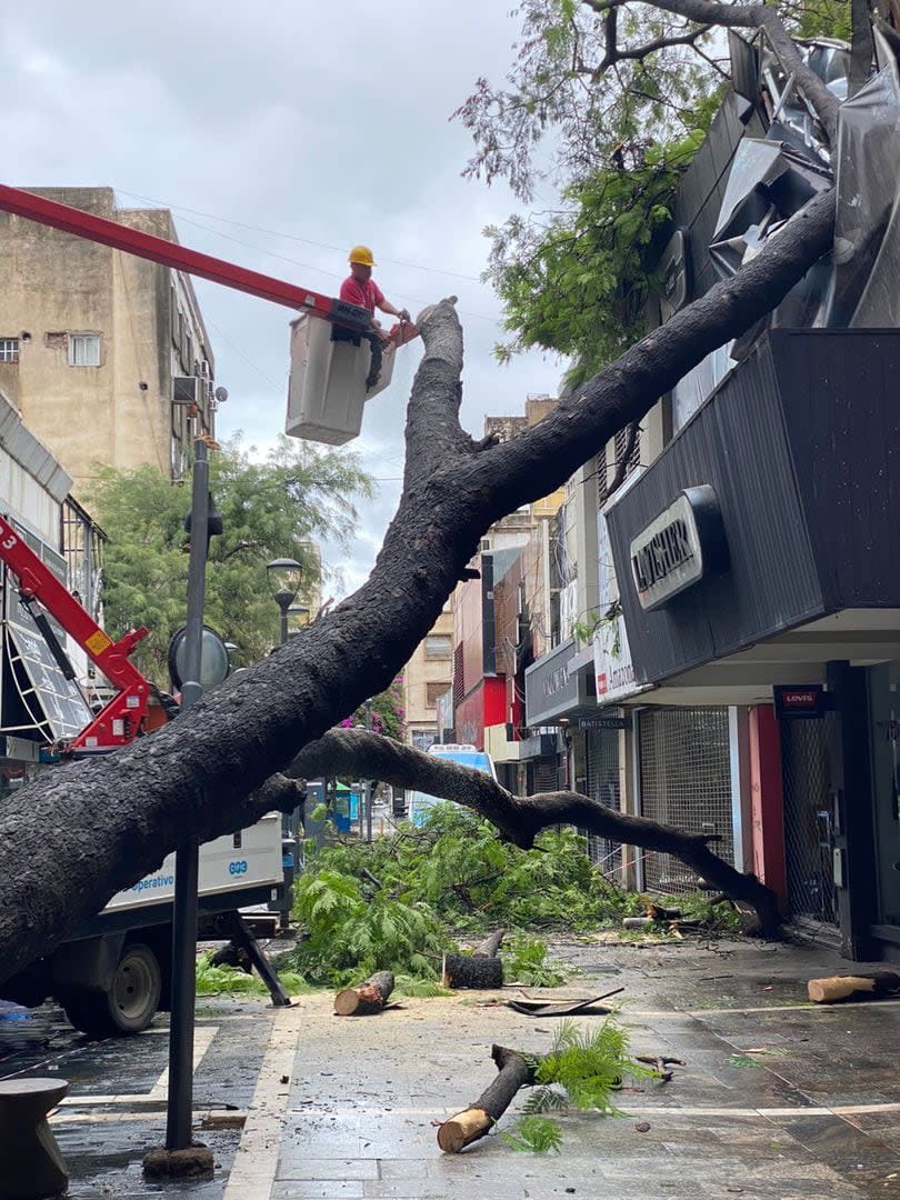 En la ciudad de Córdoba se registraron varias caídas de árboles