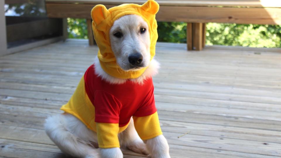 Ace is ready for an adventure in the Hundred Acre Wood.