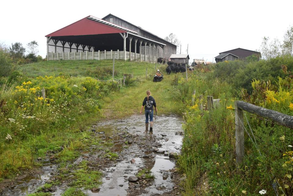 Cali Truesdail leads cows up to one of the barns in September at the Truesdail Angus cattle farm in Venango Township.
