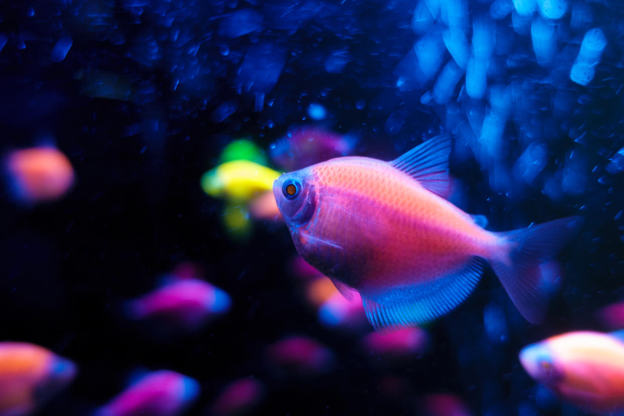 Glofish tetrnectia genetically modified fish