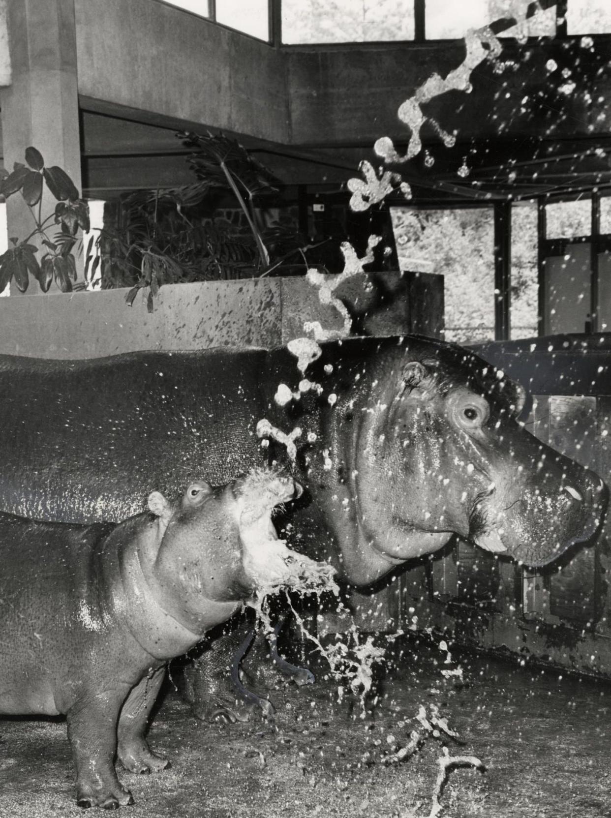 Mathilda and her baby get a cool spray of refreshing water in August 1970 at the Oklahoma City Zoo. Mathilda was just a baby herself when she arrived at Oklahoma City's Lincoln Park Zoo on Dec. 24, 1953. She gained early fame after Gayla Peevey's hit song, "I Want a Hippopotamus for Christmas," was used to bolster schoolchildren's fundraising efforts to bring the hippo from New York to Oklahoma City. Mathilda's own baby weighed 35 pounds when it was born on Nov. 12, 1969, becoming the first hippopotamus born at the Oklahoma City Zoo. This photo was published Aug. 5, 1970, in The Daily Oklahoman.