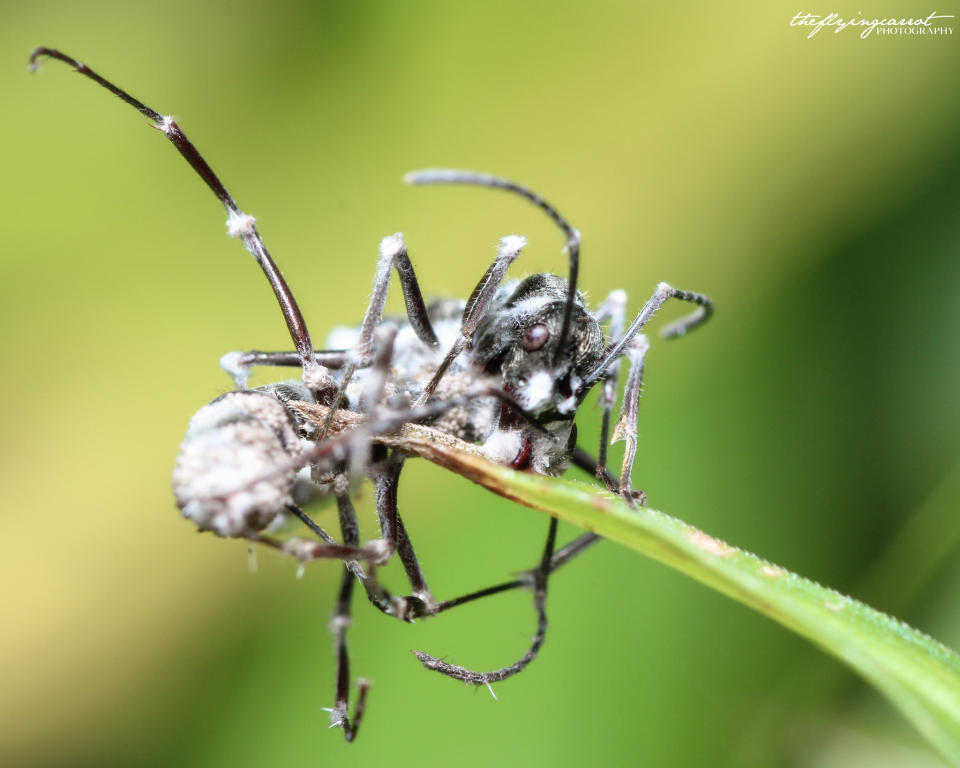 Ants infected by the Ophiocordyceps unilateralis fungus along the Rail Corridor in Singapore. (Photo: Elmer Gono)