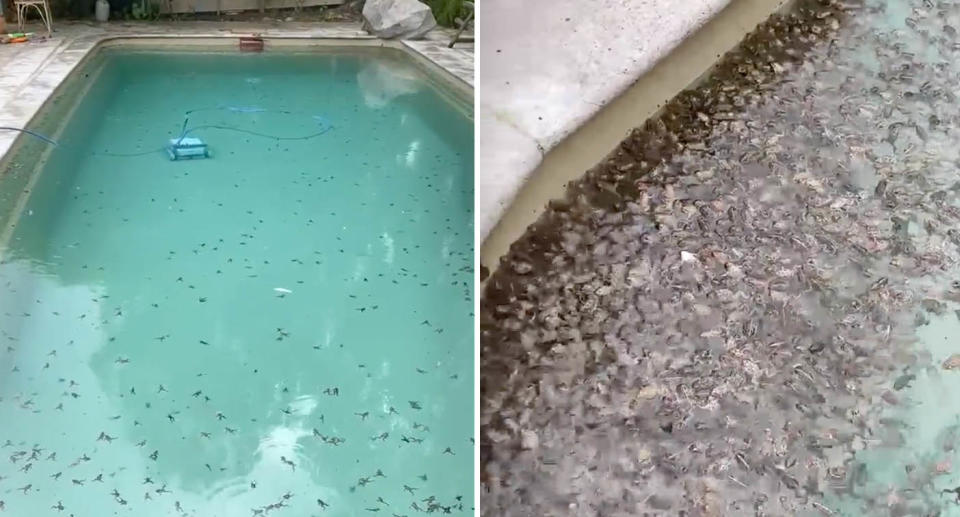 Two photos of thousands of frogs in a pool at a house in south-western NSW, near Wagga Wagga,