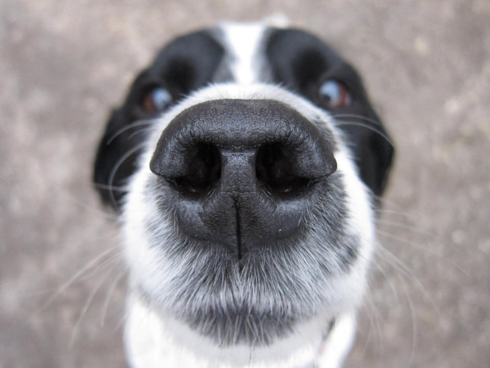 Nasenabdruck von Hund und Katze funktioniert wie ein Fingerabdruck beim Menschen. (Bild: Getty Images)