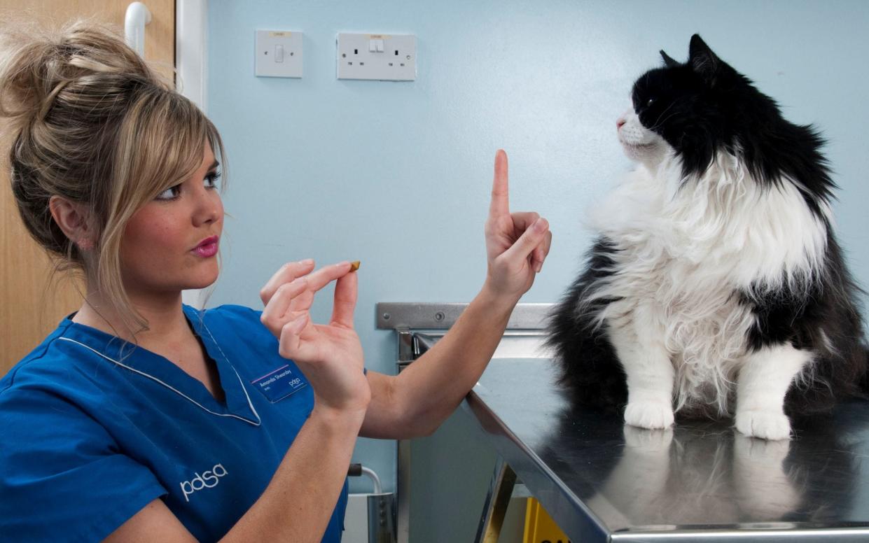 Vets have warned that nearly half of Britain's cats are obese, while 50,000 suffer from diabetes - Nick McGowan-Lowe/PDSA, 