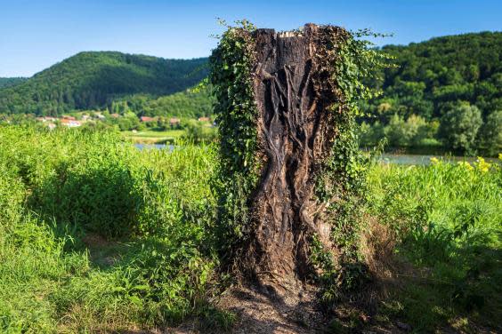 The charred remains of the tree trunk which served as a plinth for the statue of Melania Trump, made by artist Ales 'Maxi' Zupevc, pictured on 7 July, 2020. (JURE MAKOVEC/AFP via Getty Images)