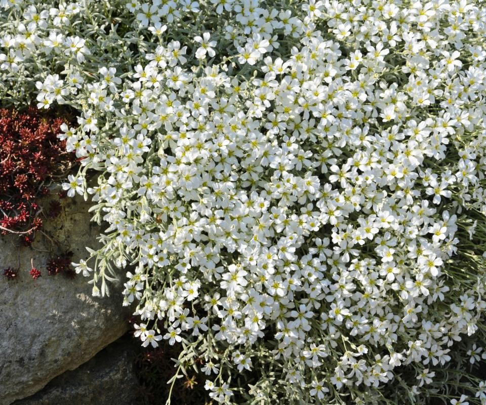 White flower