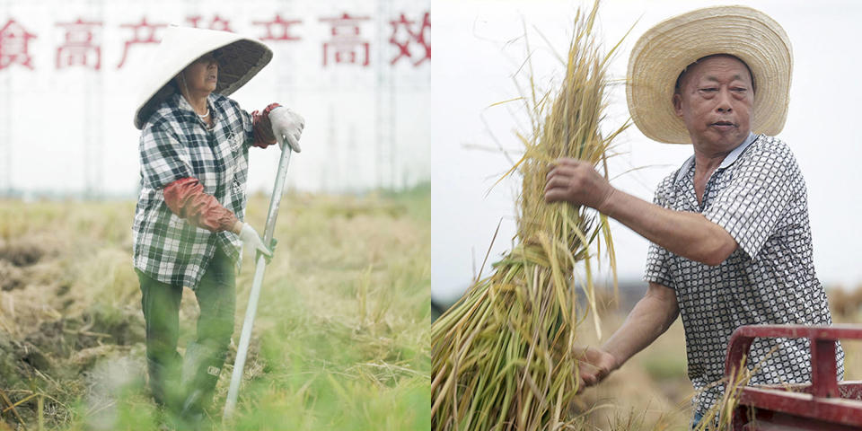 China Food Producton (Fred Dufour / NBC News)