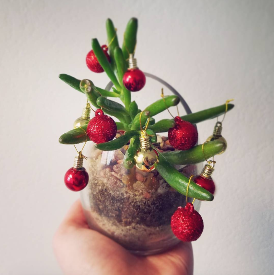 <p>O utiliza una suculenta pequeña para guindarle bolitas de Navidad.<br><br>(Foto Instagram @wind_on_rushes) </p>