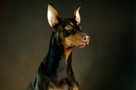 Doberman Pinscher