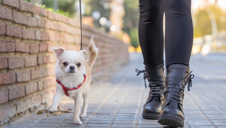 Chihuahua Stabbed During Walk With Teenage Girl