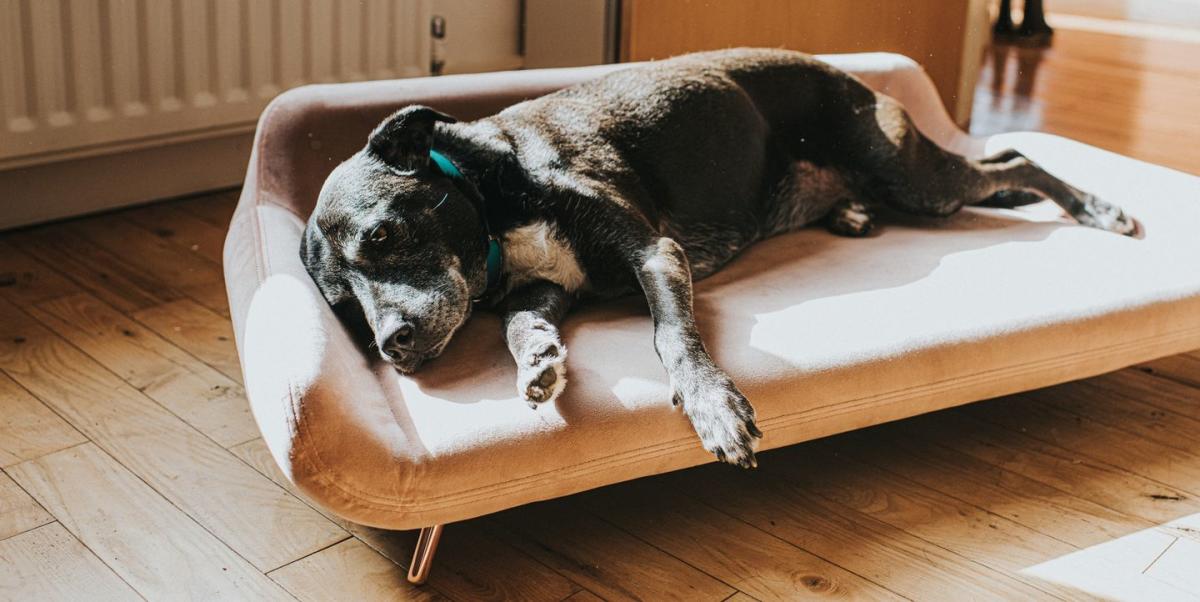 Houston Astros Sports Round Pet Bed Houston Astros Dog Bed 