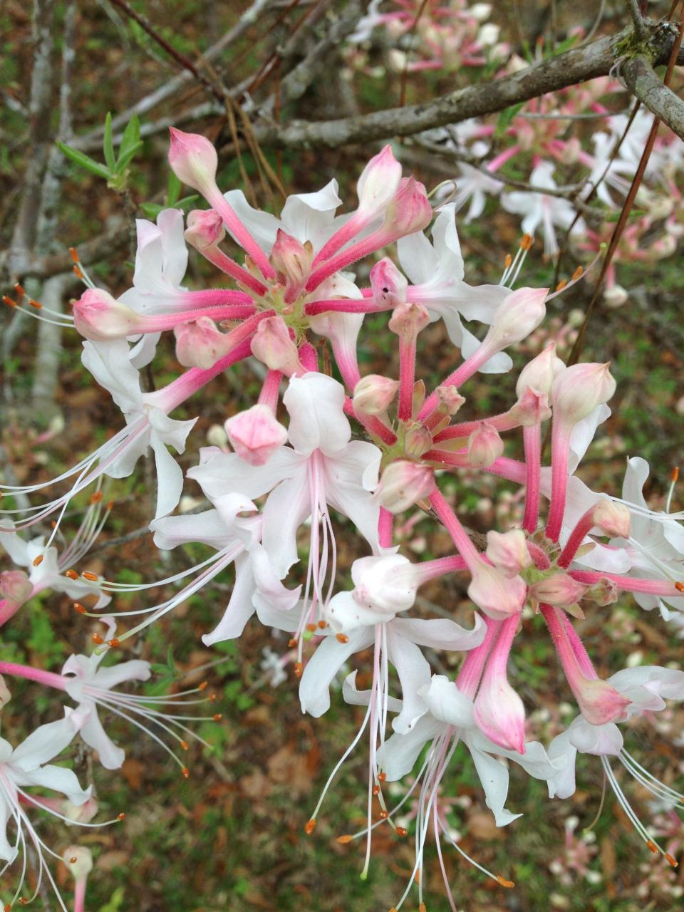 Canescens wild azalea. Many varieties of wild azaleas will be available at Birdsong Nature Center’s Spring Plant Sale on Saturday, March 25, 2023.