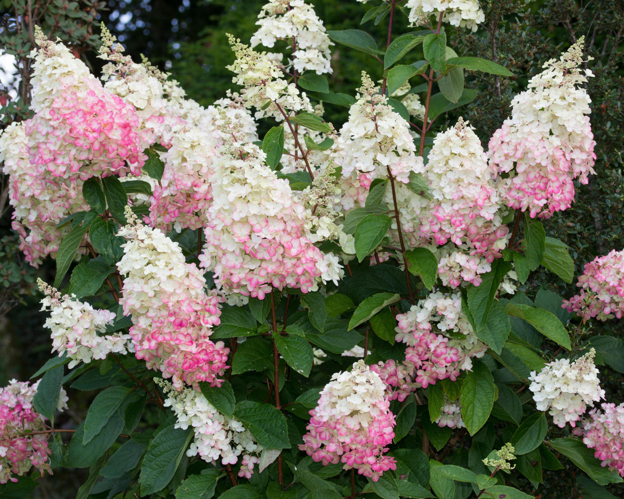 Hydrangea paniculata Pinky-Winky