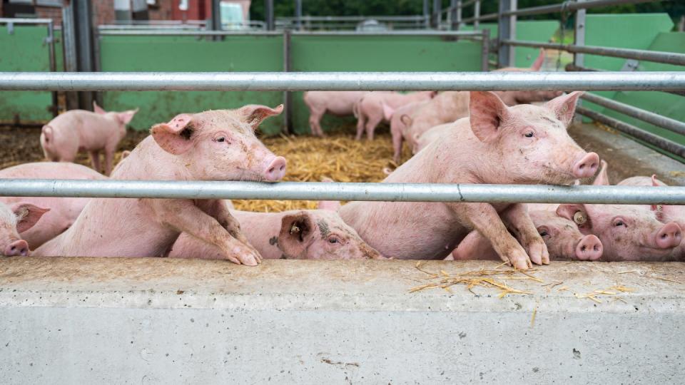 Das Eindringen der Afrikanischen Schweinepest nach Deutschland macht den niedersächsischen Schweinehaltern wirtschaftlich große Sorge.