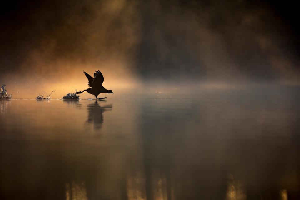 "Running on Water." I woke up at 4:45am with the hope of capturing backlit waterfowl images at Frensham Pond in Surrey. I lay down at the edge of the pond and waited for the birds to become active. As the morning progressed, rays of sunlight began to shine through trees along the edge of the pond, creating spotlights in the morning mist. This created a beautiful atmosphere, which I aimed to capture in my images. This coot was fleeing a fight, running across the water to take flight through the mist and rays of light. <strong>Image: ©</strong> <strong>Max Wood<b>/</b><strong>British Wildlife Photograph</strong><strong>y Awards</strong>, RSPB Young British Wildlife Photographer of the Year 2024 and 15-17 Years Winner</strong>