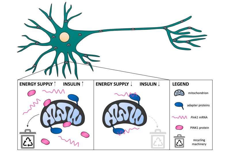 胰島素信號促使細胞釋放PINK1 mRNA，啟動線粒體清理；缺少信號時，此過程受阻，影響細胞能量管理。（圖／Tabitha Hees）