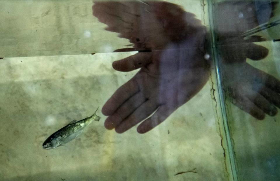 A Chinook salmon, just a few inches long, swims in a tank after a collection at the John E. Skinner Delta Fish Protective Facility in April. Fish are captured at the facility, so they can be returned to the Delta, before they reach the massive Harvey O. Banks Pumping Plant that feeds the California Aqueduct.