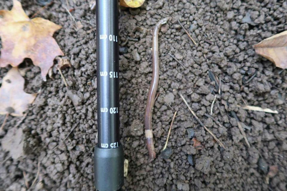 Jumping worms grow up to eight inches long and are considered a serious threat to soil, plant and animal life (Connecticut Agricultural Experiment Station)