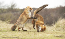 Tra le altre foto vincitrici c'è il "valzer andato storto" tra due volpi in Olanda ©Alastair Marsh / Comedy Wildlife Photography Awards 2019