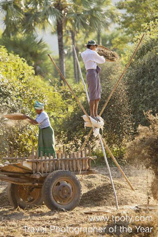 Groundnut harvest near Bagan, Burma <br><br>Philip Lee Harvey, UK<br><br>Camera: Canon EOS 5D Mk2 <br><br>Winner, People Watching portfolio