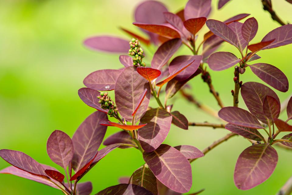 Smoke Bush