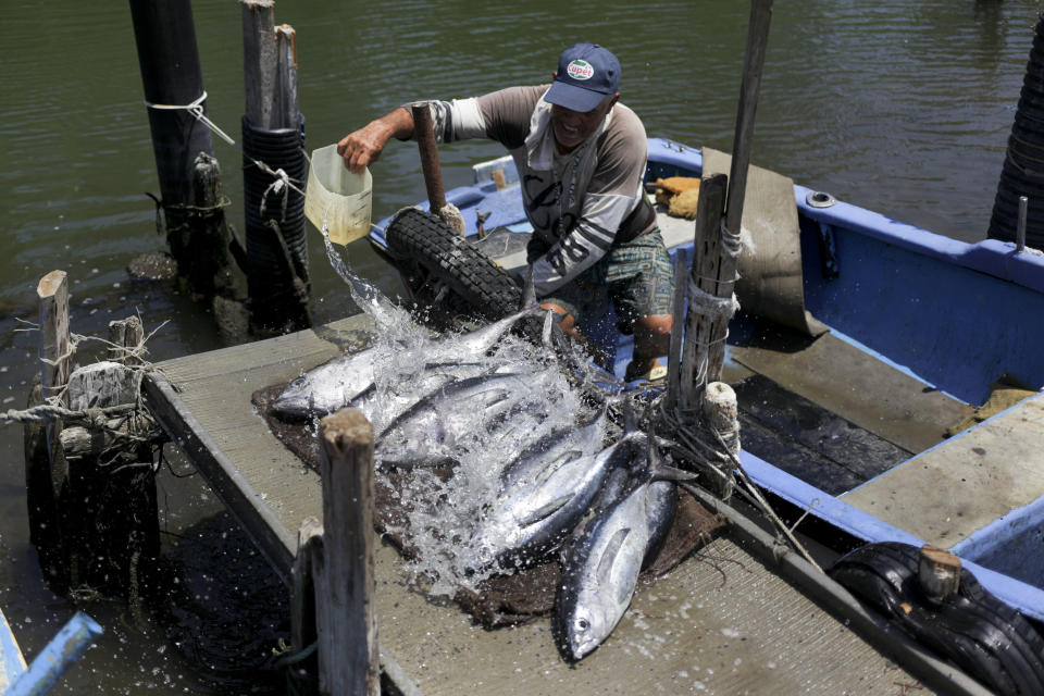 El pescador Rafael Rodríguez limpia los peces albacora que pescó durante el torneo de pesca local de marlin Hemingway en Cojímar, Cuba, el domingo 5 de mayo de 2024. Los residentes de Cojímar, el pueblo pesquero donde vivió el autor, todavía recuerdan al ilustre residente y celebran la ocasión con fiesta callejera y pesca. (AP Foto/Ariel Ley)