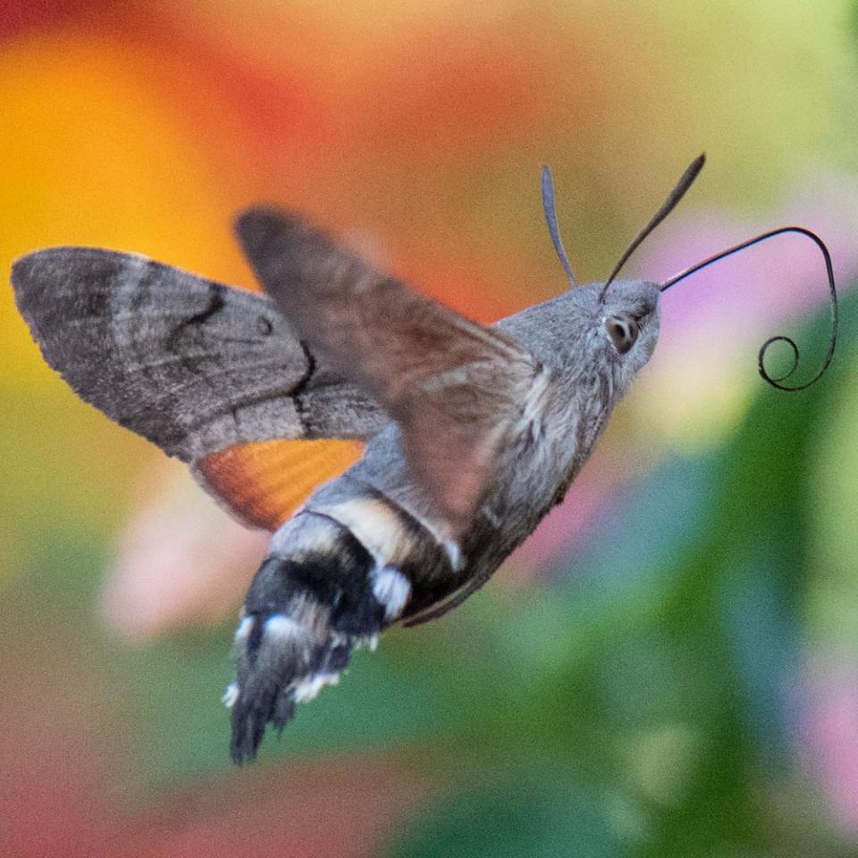 A hummingbird hawkmoth.