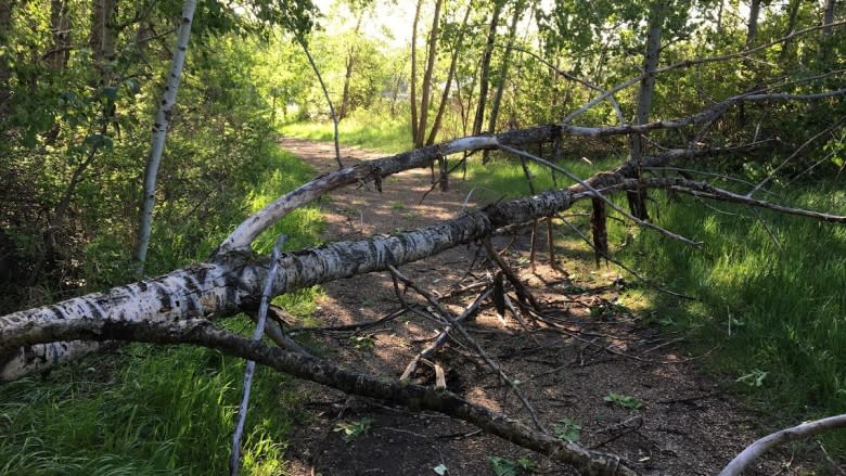 River valley trail system open following Wednesday's storm