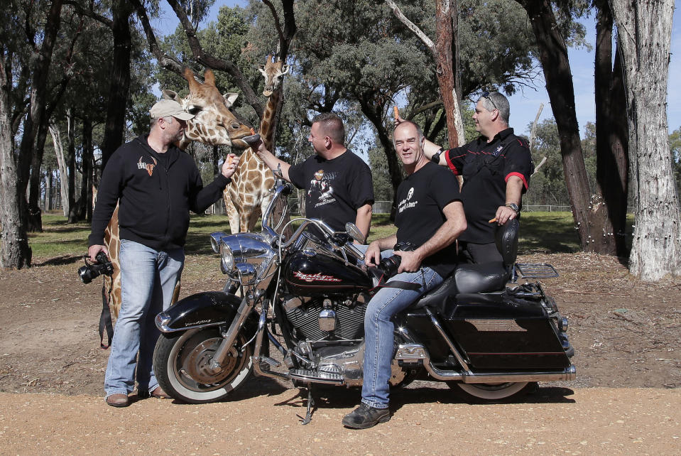 In this May 30, 2013 photo, motorcycle tourists, from left, Stefan Hersee, Glenn Nicholls, John Roe and Rob Griffith feed giraffes at Taronga Western Plains Zoo in Dubbo, 404 kilometers (251 miles) from Sydney, Australia, during a seven-day, 3,000-kilometer (1,900-mile) journey across the Outback. (AP Photo/Rob Griffith)