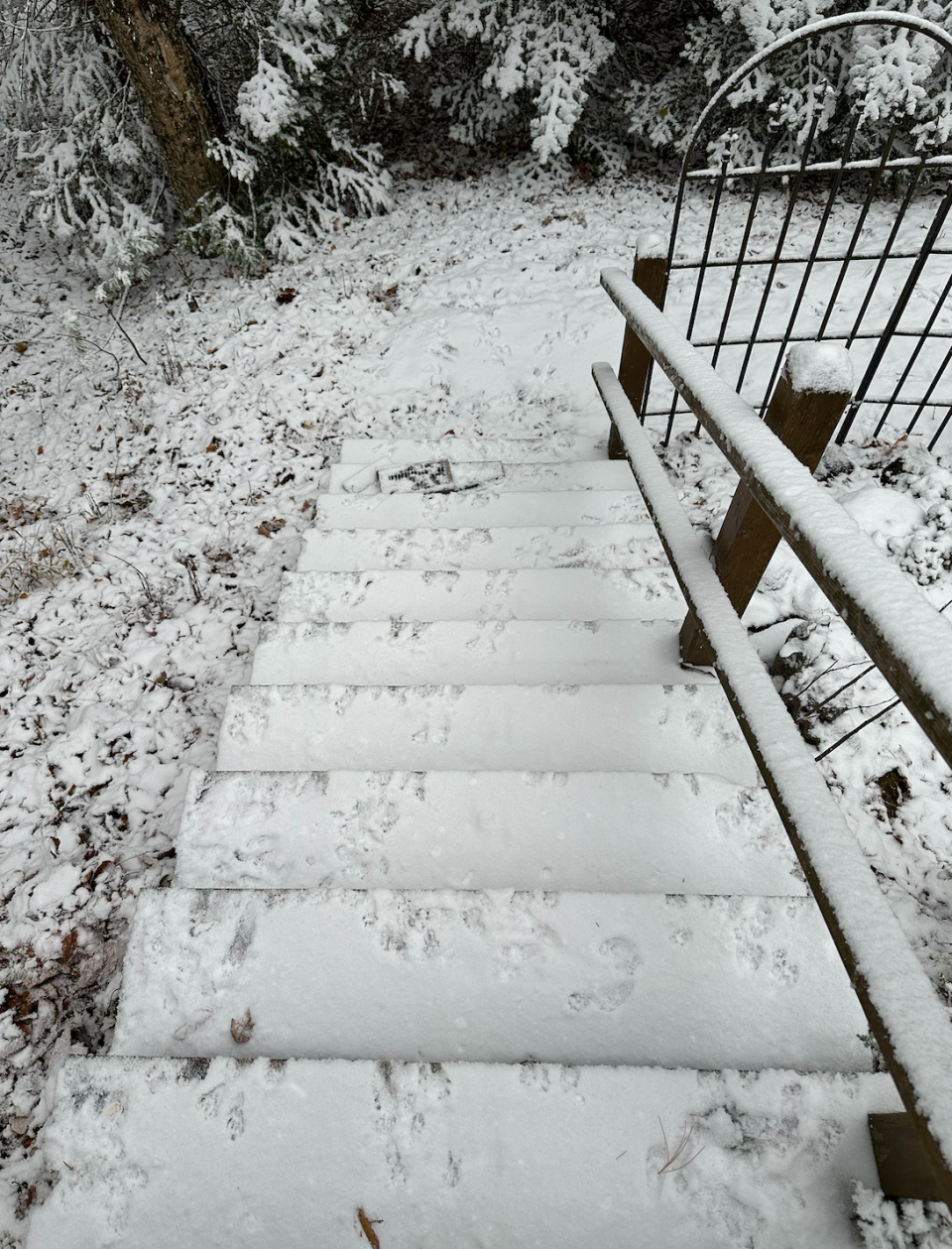 Linda Scheffler found evidence of a bear in her yard, with tracks left in the snow and her suet feeder dismantled.