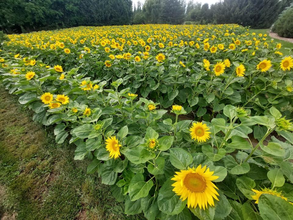 Sunflowers Puddleford Tree Farm 