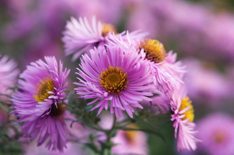 Purple aster flowers