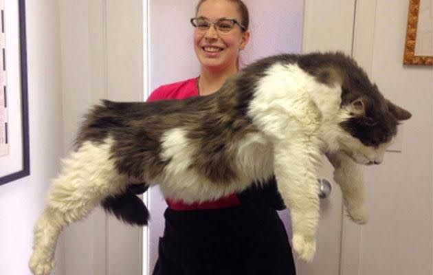 The world's largest cat may have just been found. Photo: Imgur