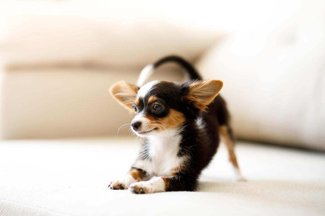 Cute chihuahua puppy.