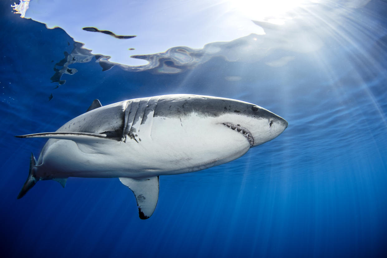 Researchers believe great white sharks could hold the key to beating diseases including cancer.