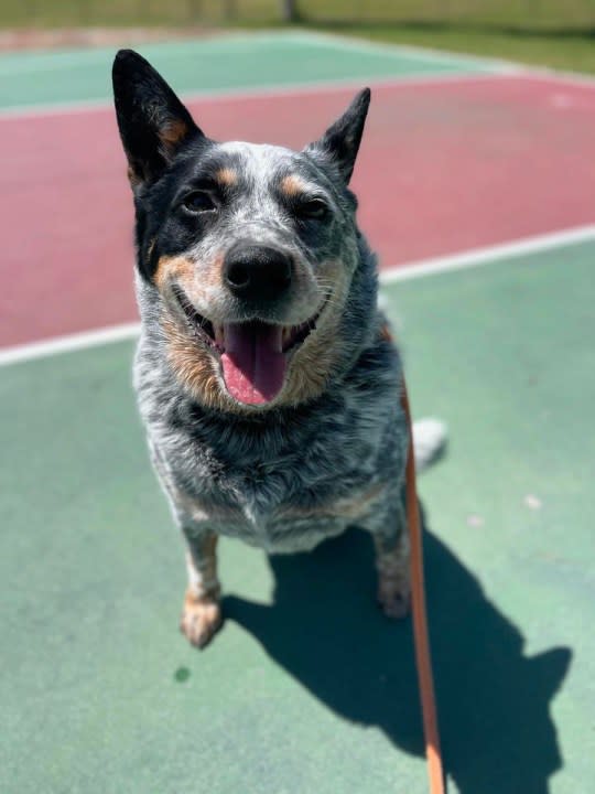 Photos of adoptable dogs at West Valley Animal Services. (West Valley Animal Services)