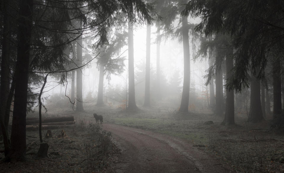 Fog in the nature park (Getty Images)