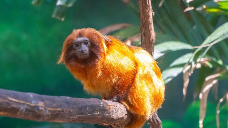 A golden lion tamarin.