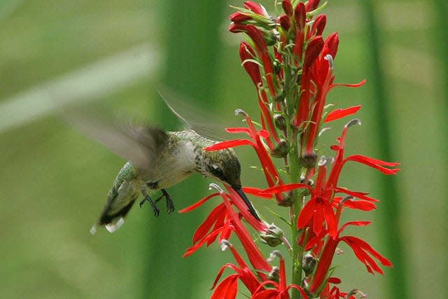 Hummingbirds love cardinal flowers, which can be planted in your garden but that also prefer damp soil, often found near river banks.